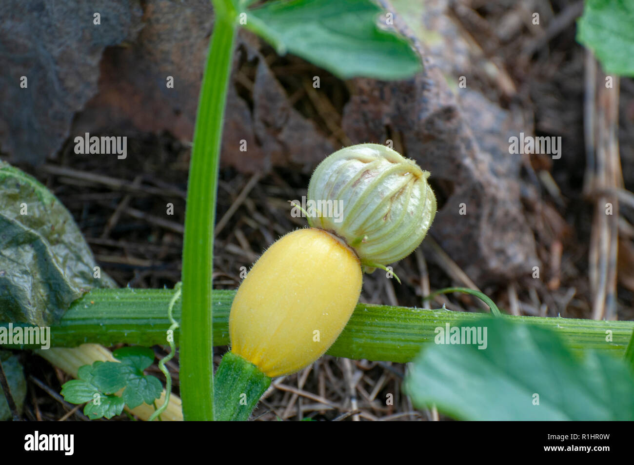 blossom of a pumpkins in Pumpkin field. Pumpkins (Cucurbita sp