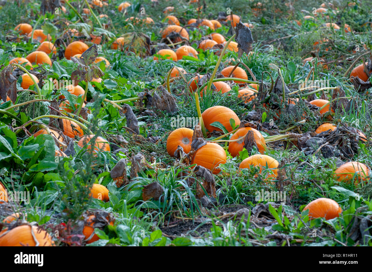 ripe orang pumpkins in Pumpkin field. Pumpkins (Cucurbita sp.) growing