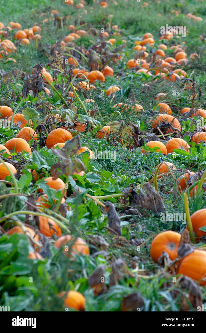 ripe orang pumpkins in Pumpkin field. Pumpkins (Cucurbita sp.) growing