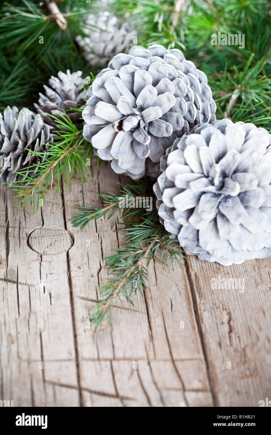 Christmas decorations. Evergreen fir tree branch and white pine cones ...