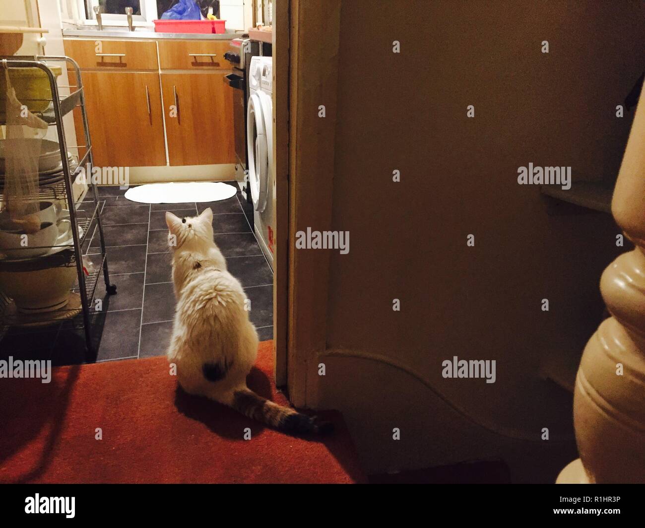 Cat sitting by kitchen door Stock Photo Alamy