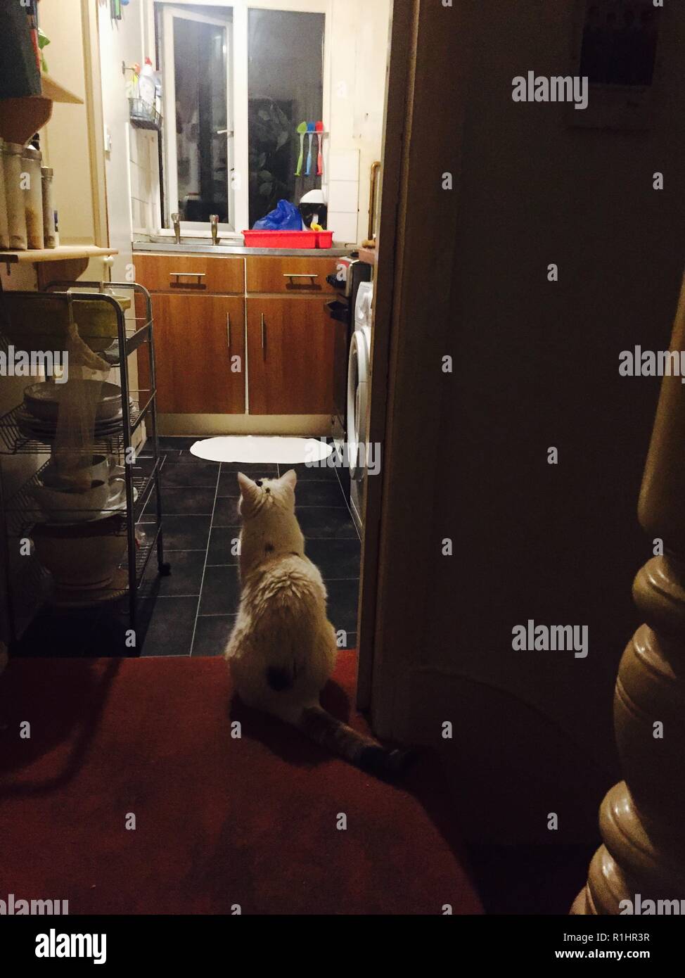 Cat sitting by kitchen door Stock Photo Alamy