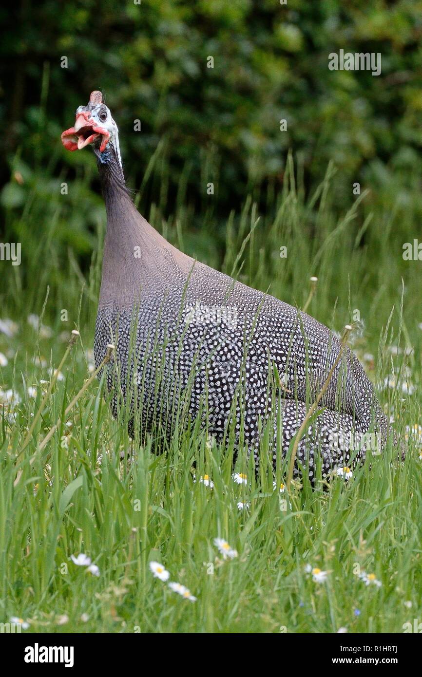 Helmeted Guineafowl (Numida meleagris) calling while foraging for insects in a meadow, near Bath, UK, May. Stock Photo