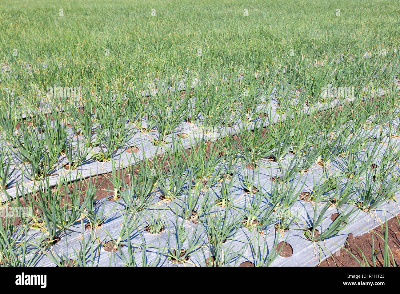 Onion farming, Bali, Indonesia Stock Photo - Alamy