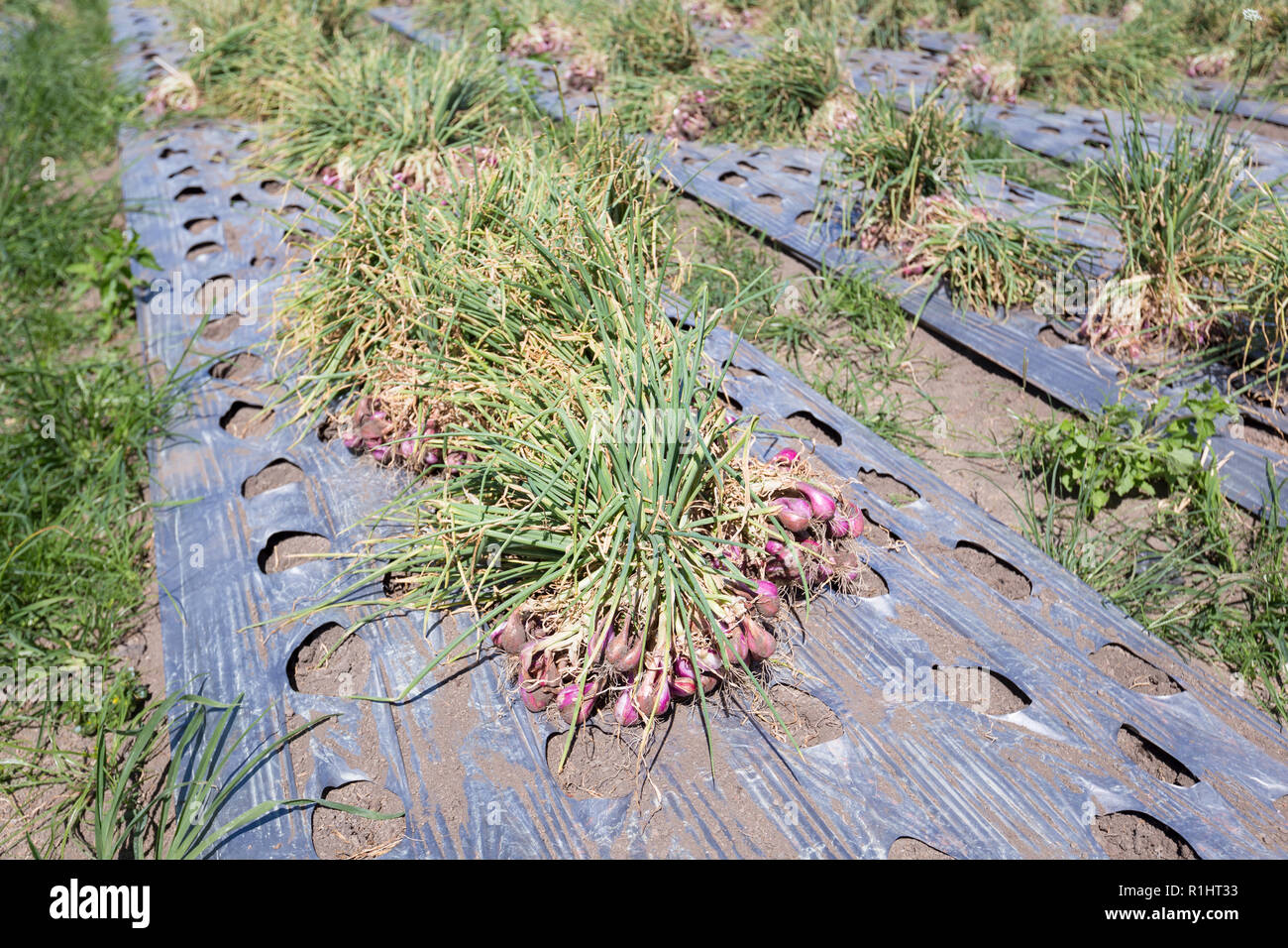 Onion harvest, Bali, Indonesia Stock Photo - Alamy