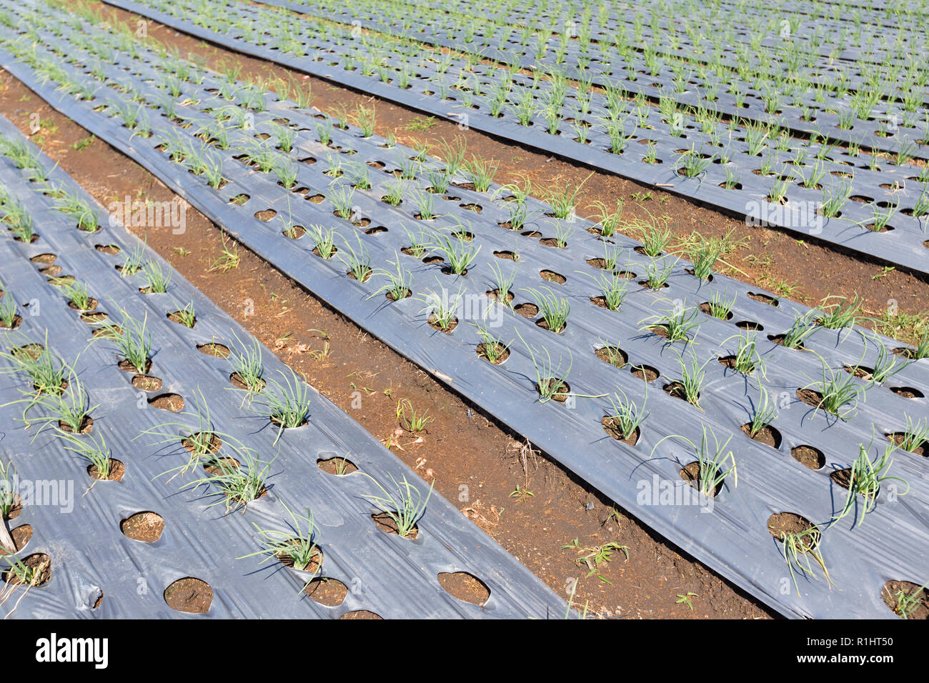 Onion farming, Bali, Indonesia Stock Photo Alamy