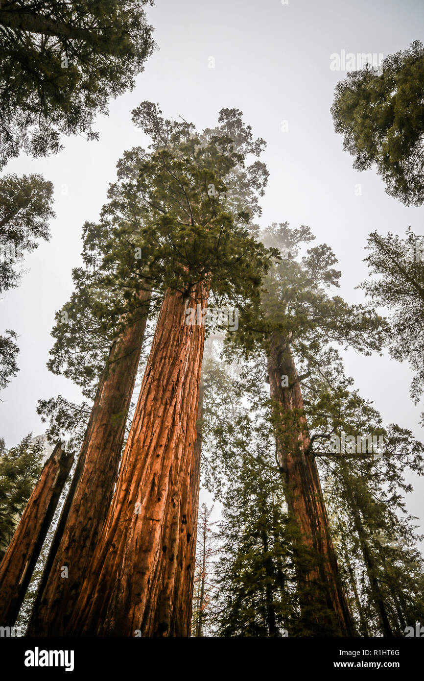 low angle view of giant sequoias in sequoia national park california Stock Photo