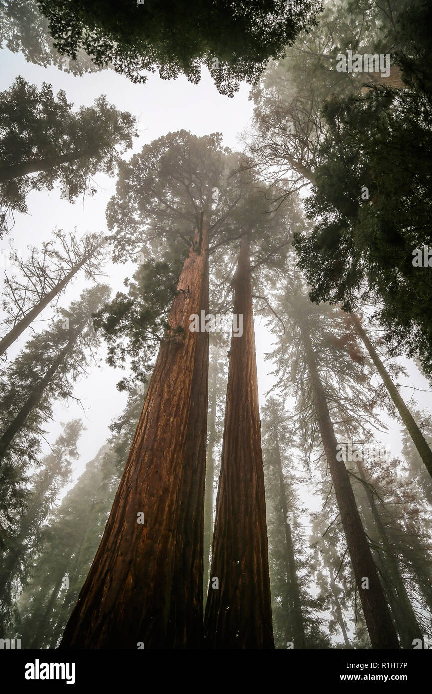 low angle view of giant sequoias in sequoia national park california Stock Photo