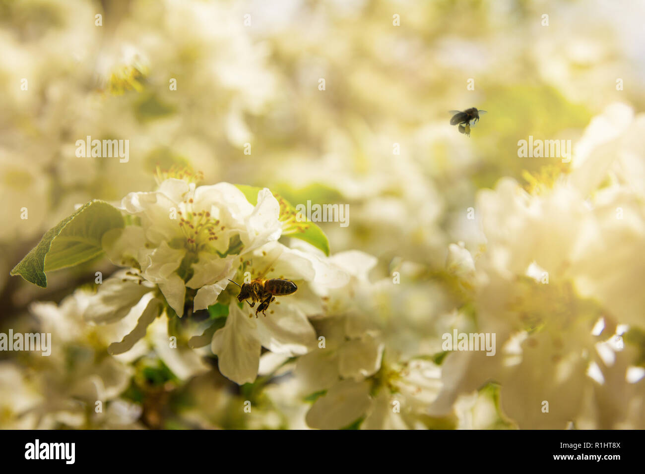 Bees collect pollen from blossoming apple trees on a clear spring day. Stock Photo