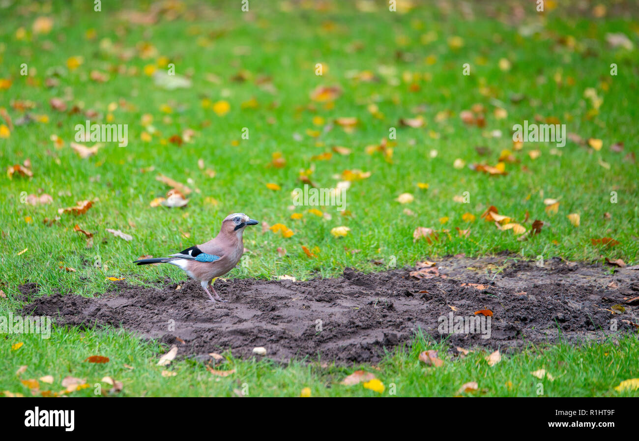 Corvus glandarius looking for food in autumn on green field of grass in Holland Stock Photo