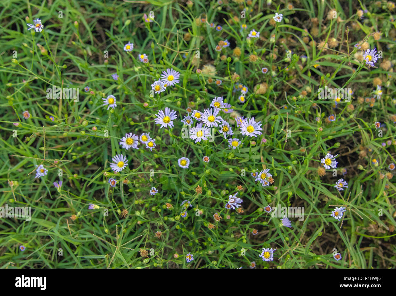 Wild asters bloom in a green field Stock Photo