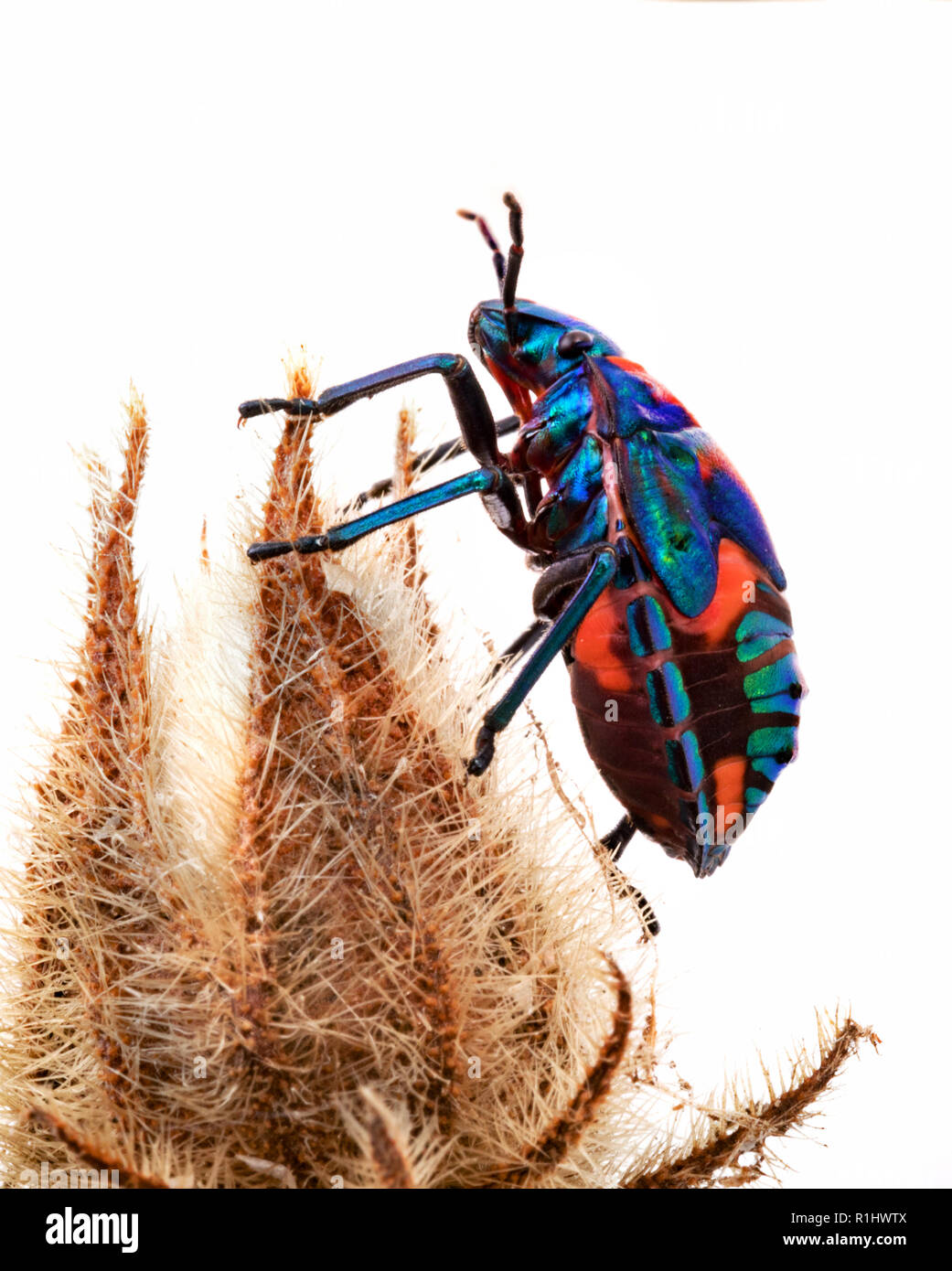 Tectocoris diophthalmus, commonly known as the Hibiscus Harlequin Bug or Cotton Harlequin Bug, is a brightly coloured convex and rounded shield-shaped Stock Photo