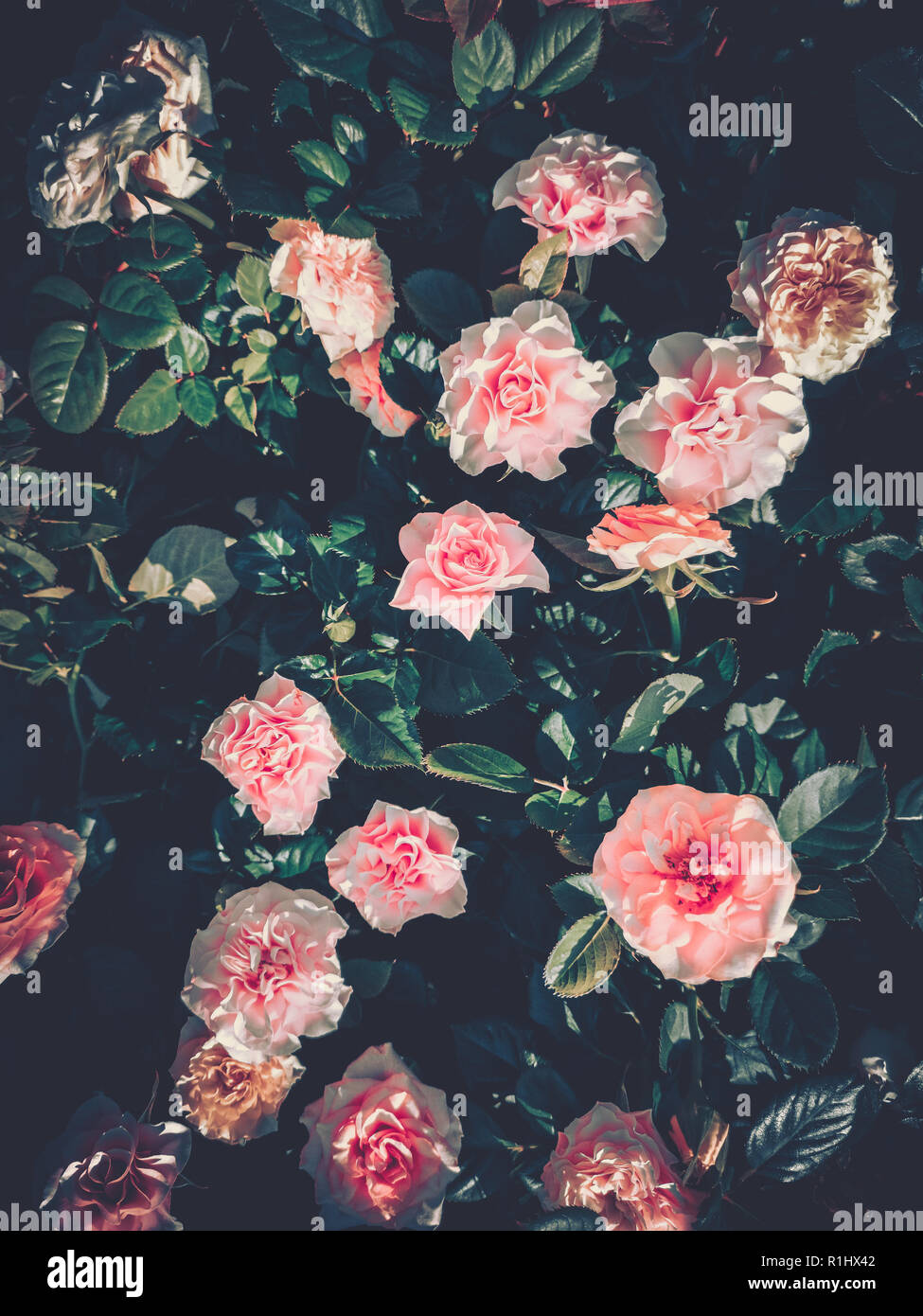 Flowers wall background with amazing roses on vintage tone Stock Photo ...