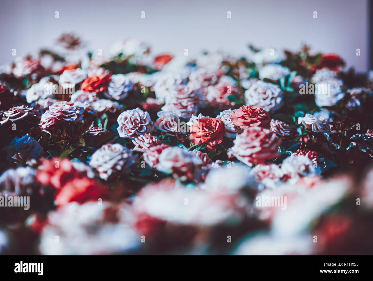 Flowers wall background with amazing roses on vintage tone Stock Photo ...