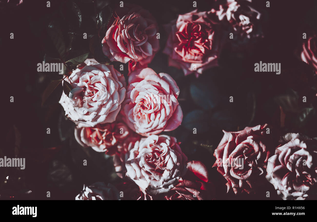 Flowers wall background with amazing roses on vintage tone Stock Photo ...