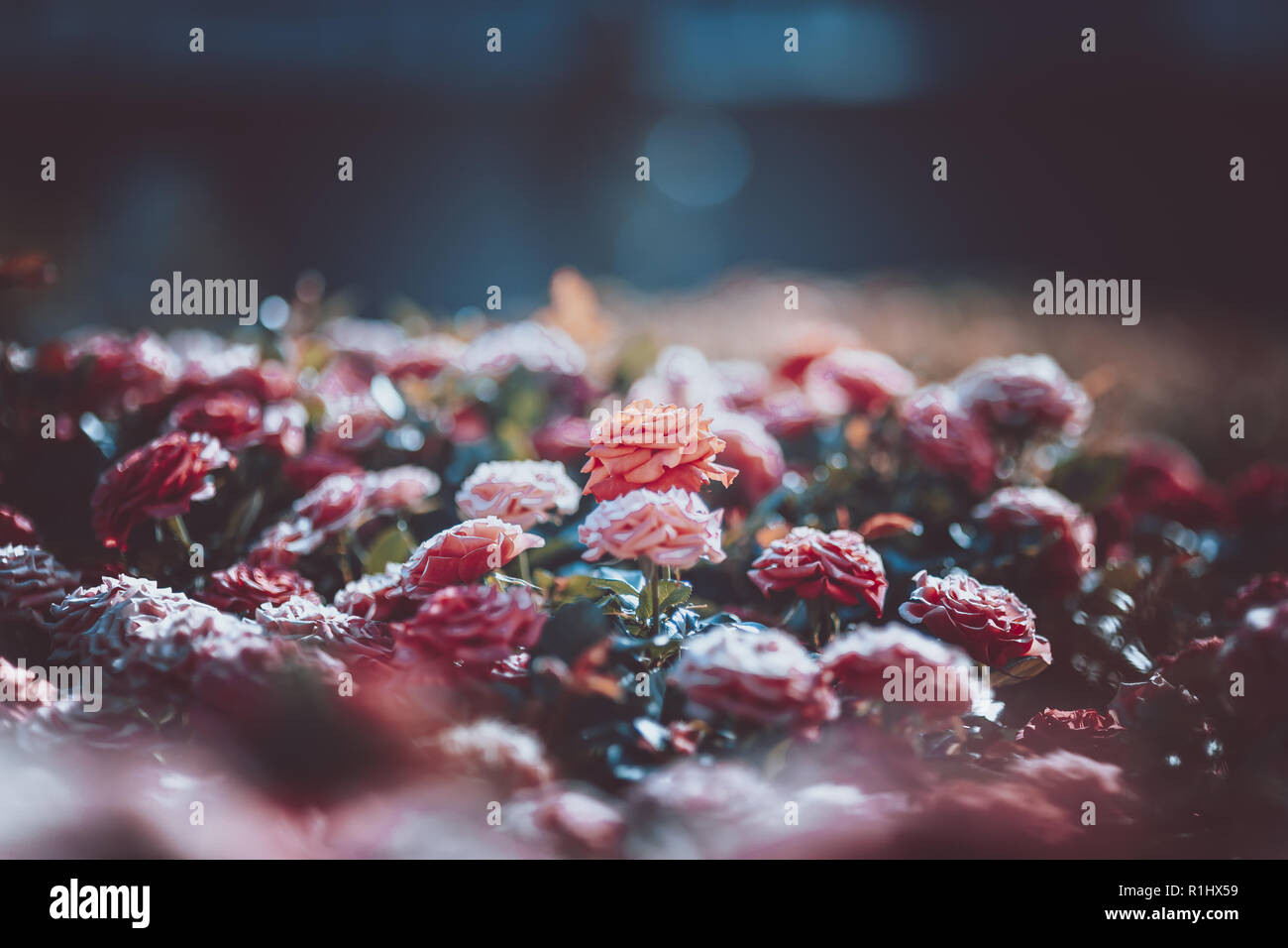 Flowers wall background with amazing roses on vintage tone Stock Photo ...