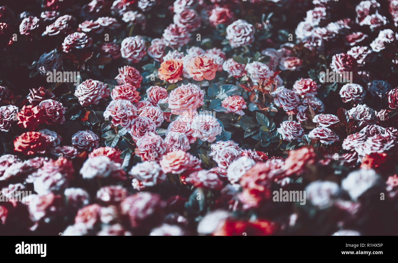 Flowers wall background with amazing roses on vintage tone Stock Photo ...