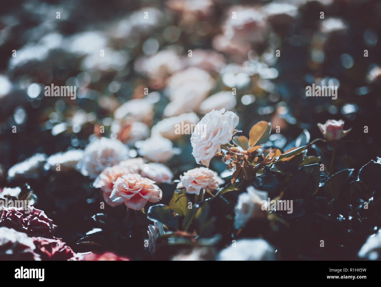 Flowers wall background with amazing roses on vintage tone Stock Photo ...