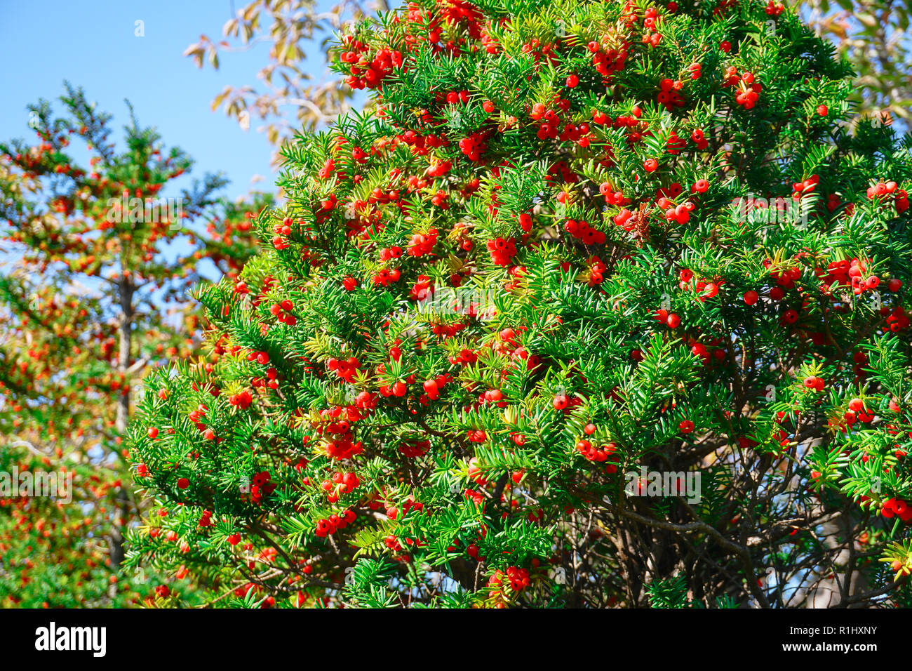 Taxus cuspidata tree in autumn Stock Photo