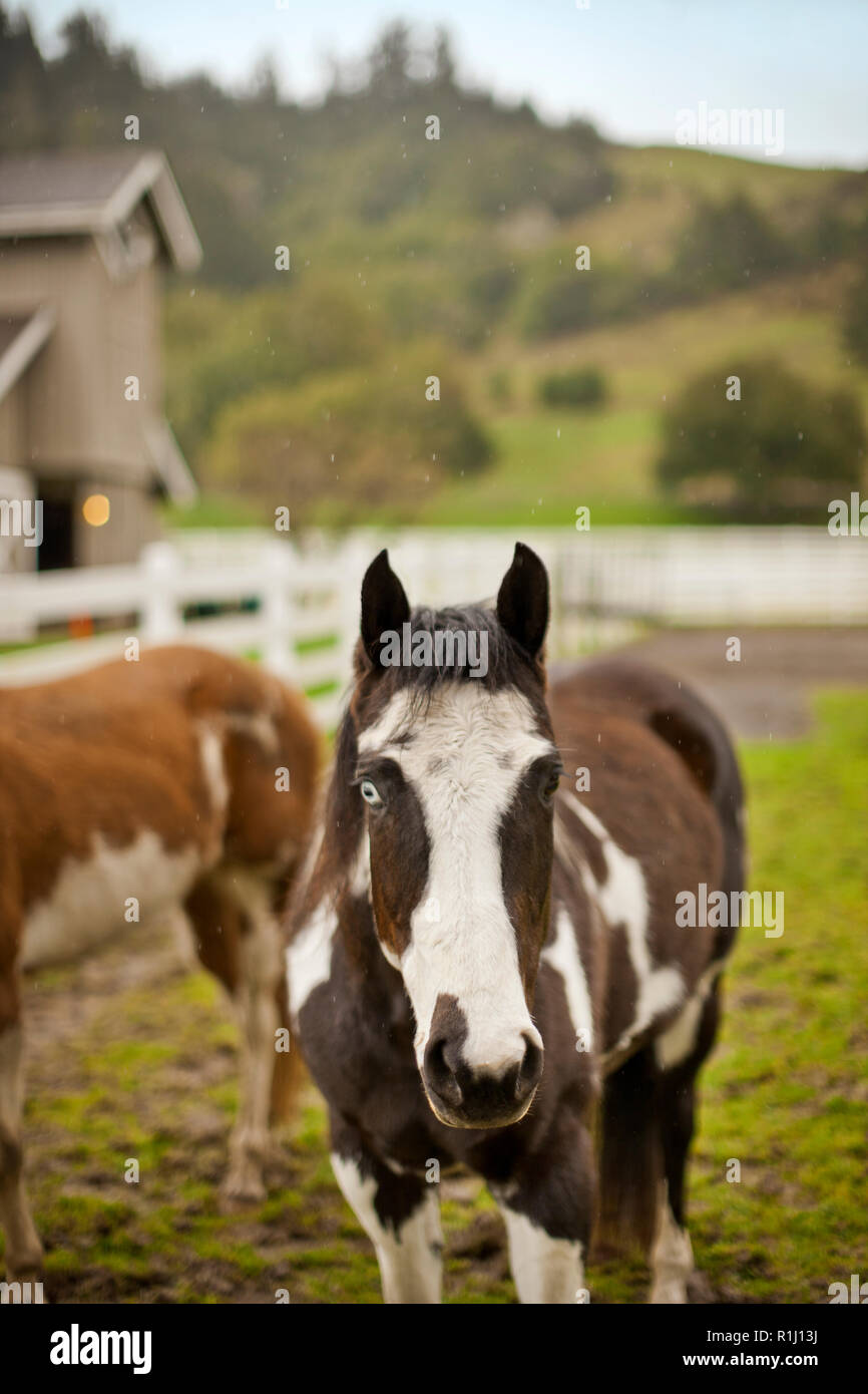 Two horses stand in a paddock outside a farm house. Stock Photo
