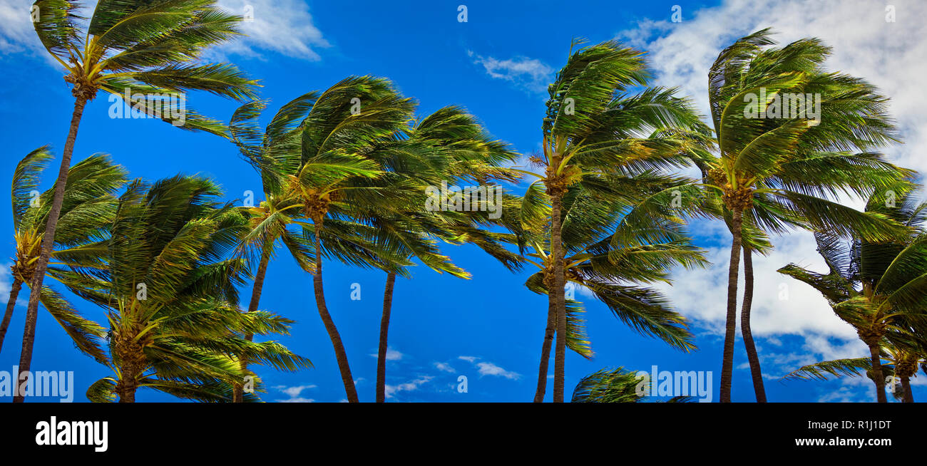 Grove of palm trees on a windy day Stock Photo Alamy