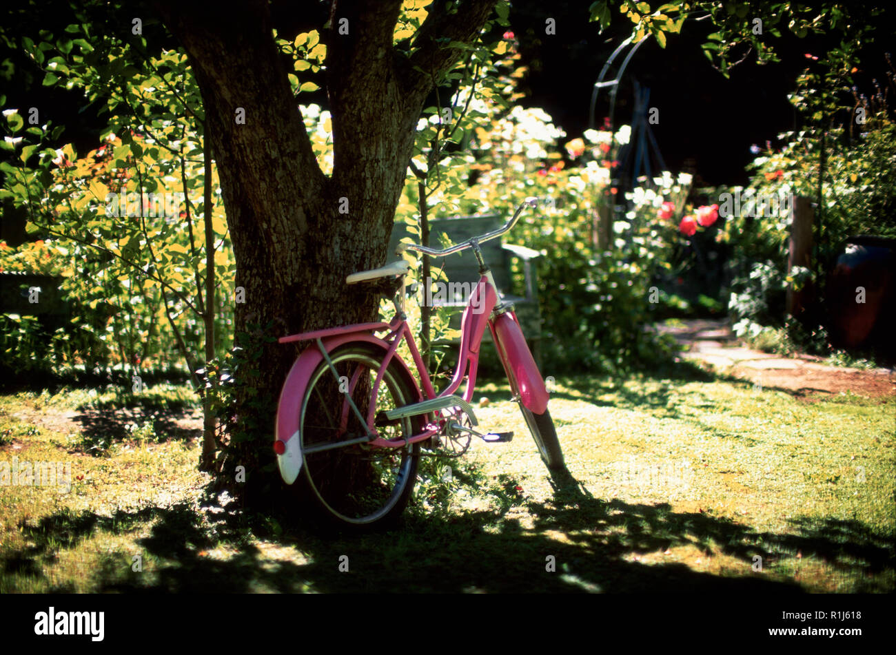 A bicycle is parked under a tree. Stock Photo