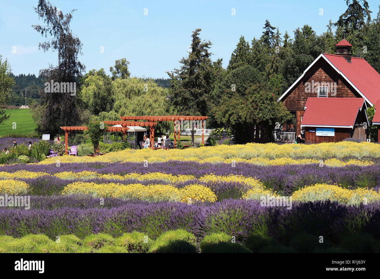A lavender farm in Sequim, Washington Stock Photo Alamy