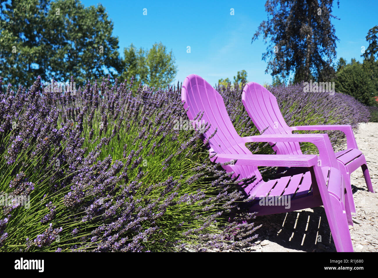 Chairs at a lavender farm in Sequim, Washington Stock Photo