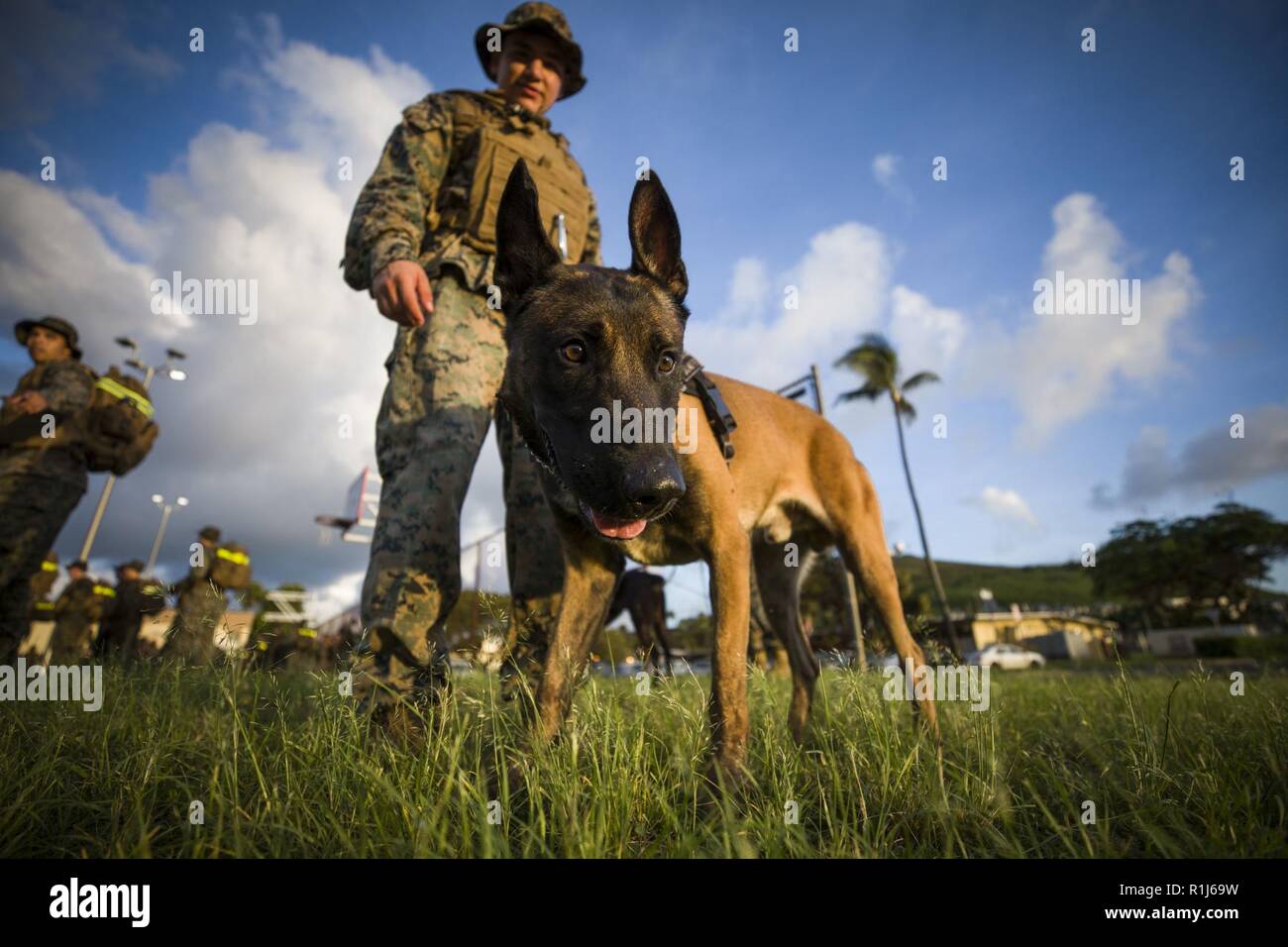 A military working dog with the Provost Marshal's Office, Headquarters Battalion, Marine Corps Base Hawaii (MCBH), participates during the battalion hike,  MCBH, Oct. 5, 2018. The purpose of the hike was to increase physical and mental stamina, build espirit de corps, and to bolster combat readiness. Stock Photo