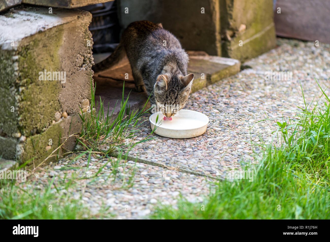 Licking food plate hires stock photography and images Alamy