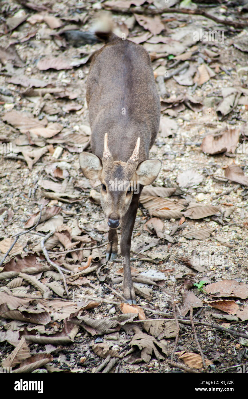 Portrait of deer , Deer / Deer live in the wildlife reserve Stock Photo