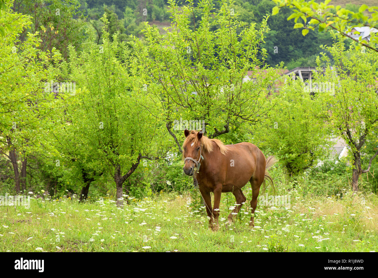 Brown horse in the green field at the countryside Stock Photo - Alamy