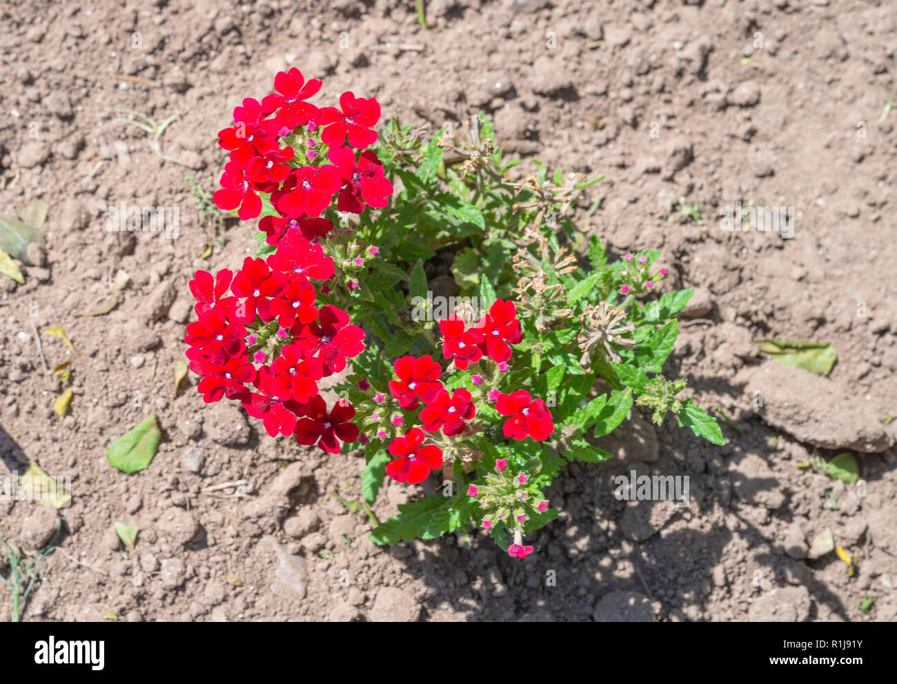 Red verbena flowers. Flowers of red verbena in the summer garden. Verbena. Floral background. Red flower. Stock Photo