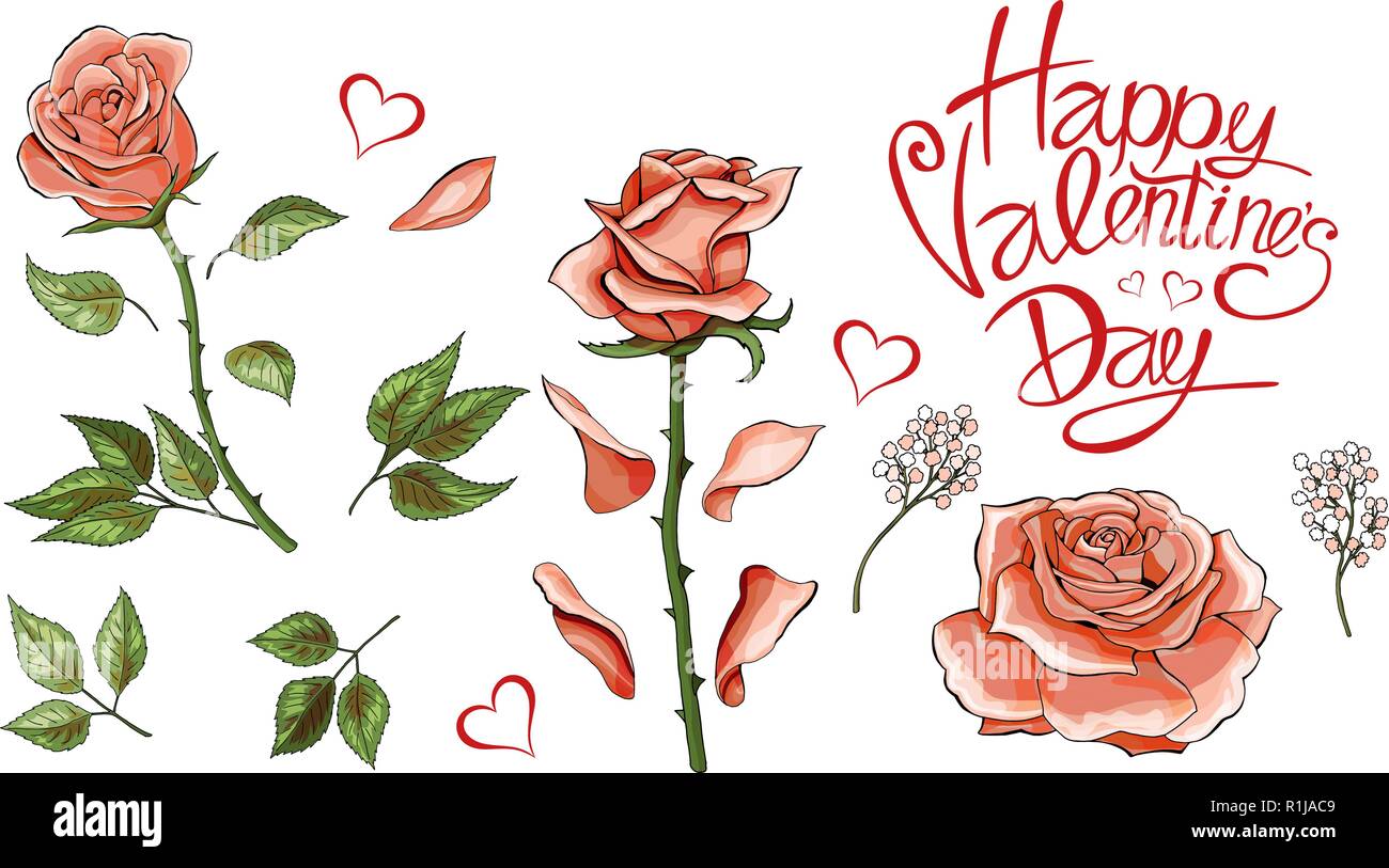 Pink roses hand drawn illustration elements colored set Stock Vector ...