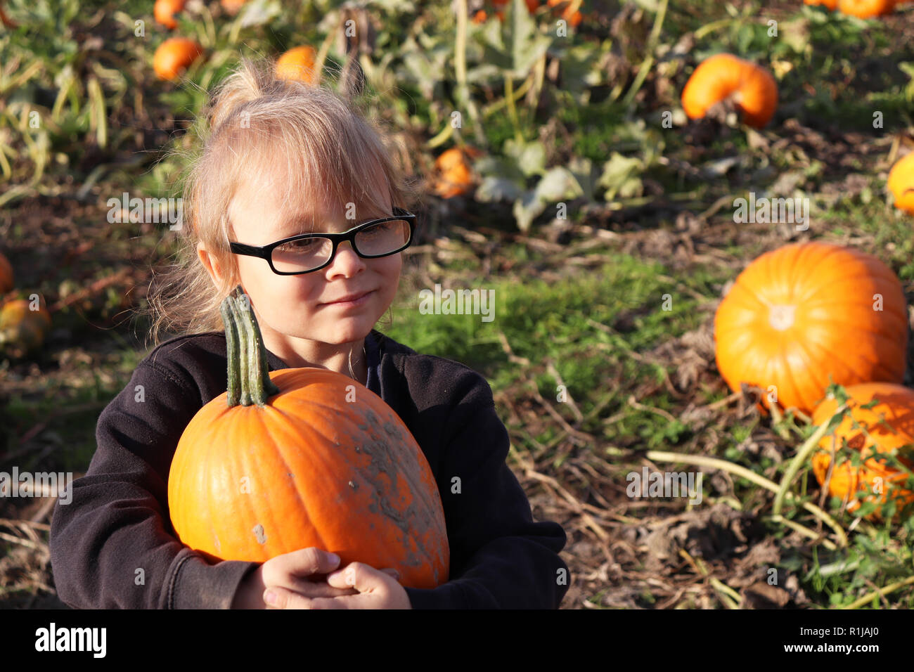 Little girl picking a pumpkin in a pumpkin patch Stock Photo