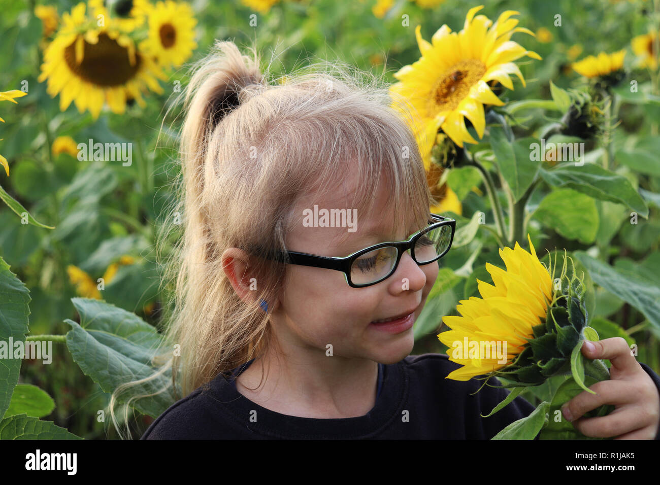 Little girl standing in a sunflower field Stock Photo - Alamy