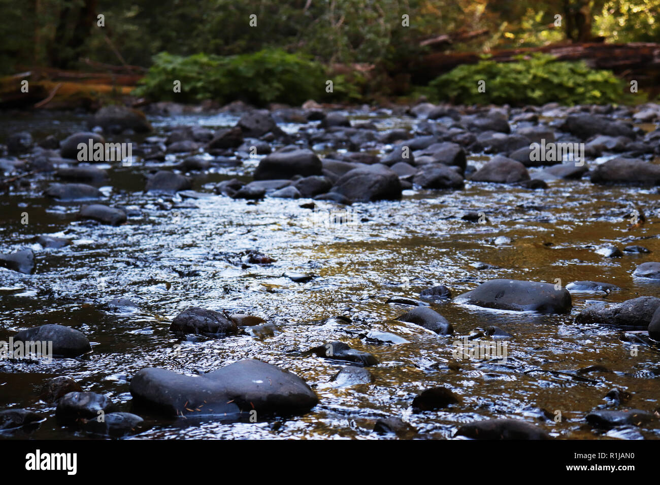 A river near Marymere Falls, near Lake Crescent, in Olympic National Forest, Washington Stock Photo