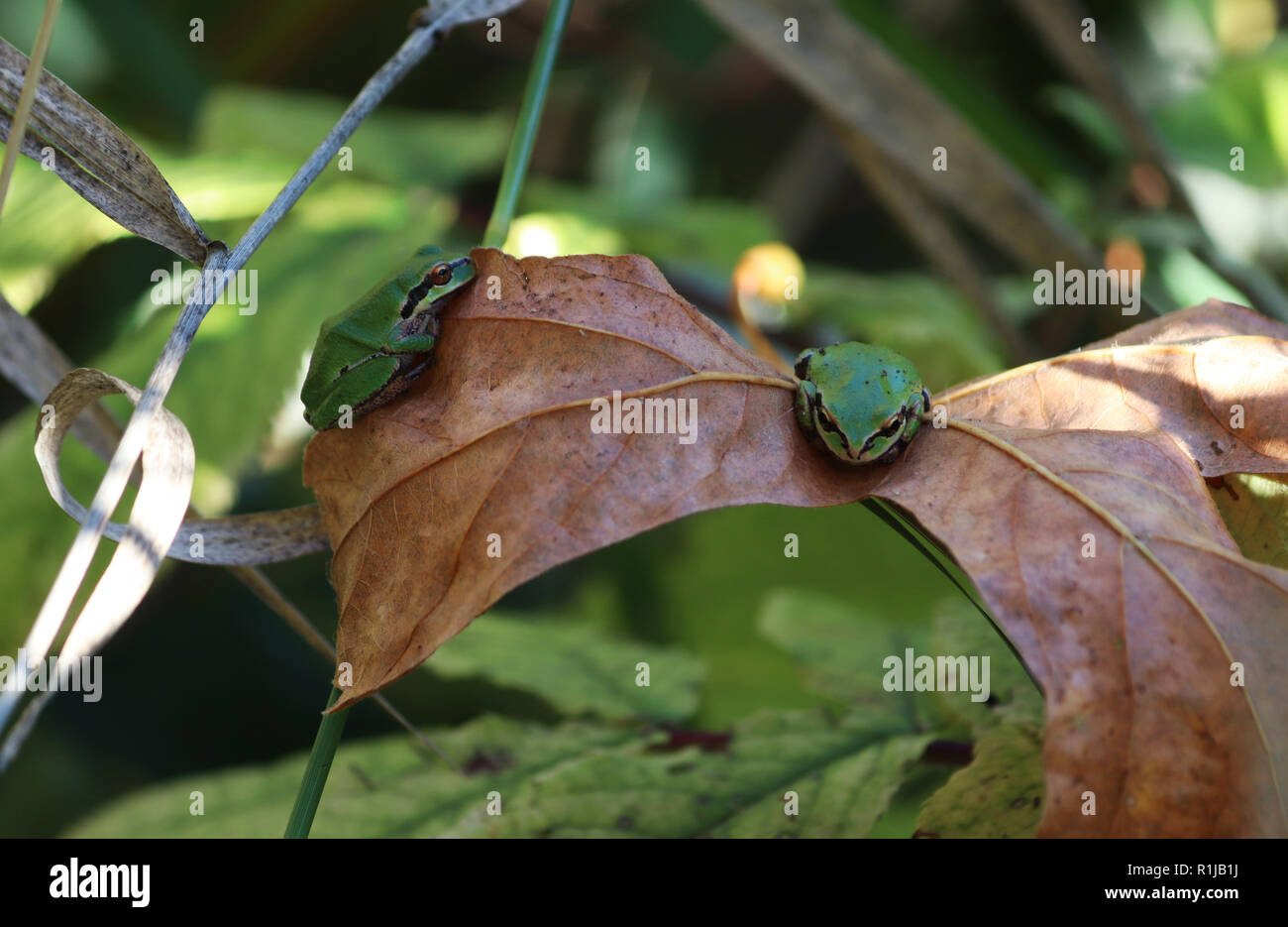 Two green frogs sitting on the same brown leaf Stock Photo