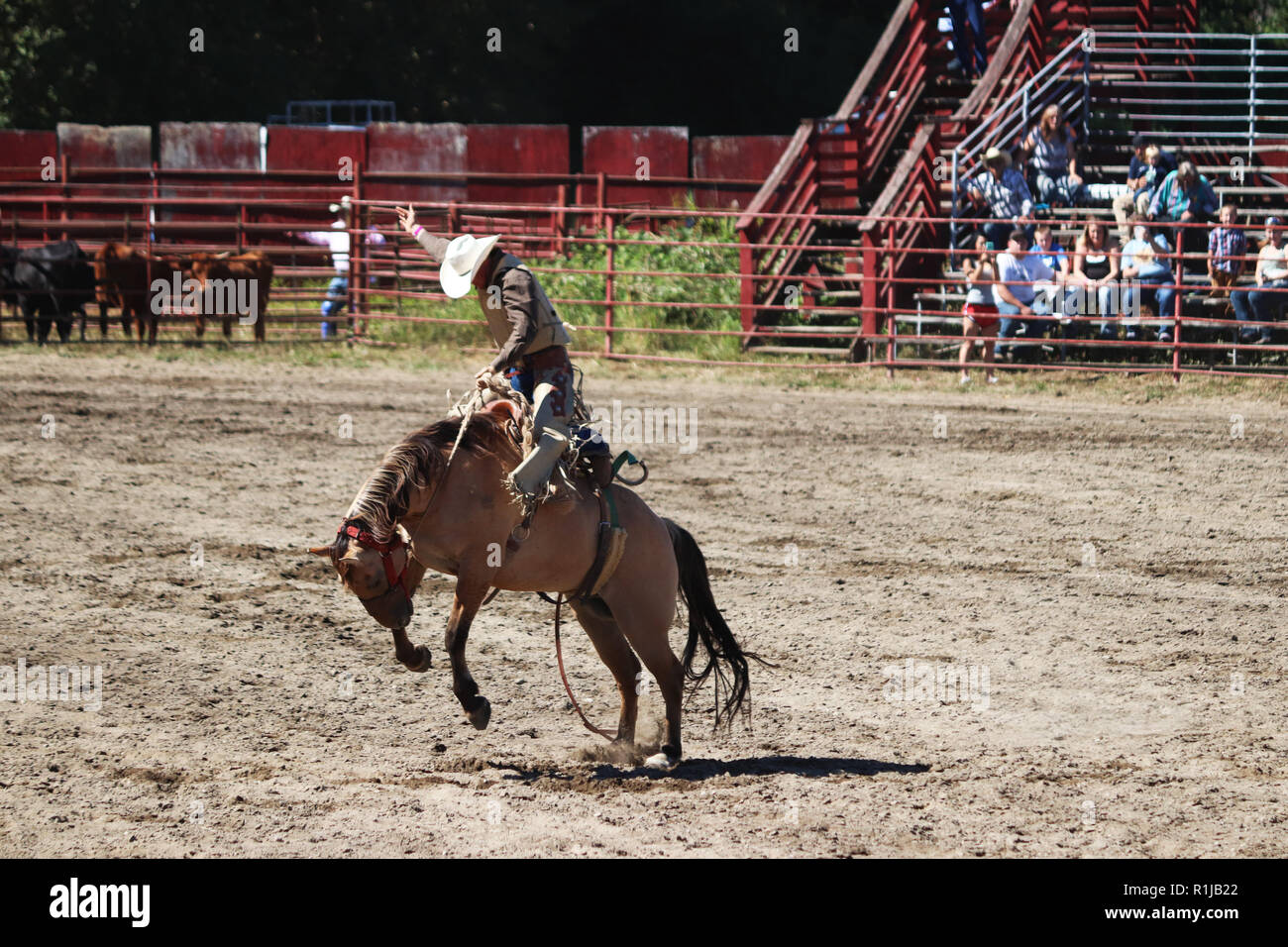 Saddle bronc riding hi-res stock photography and images - Alamy