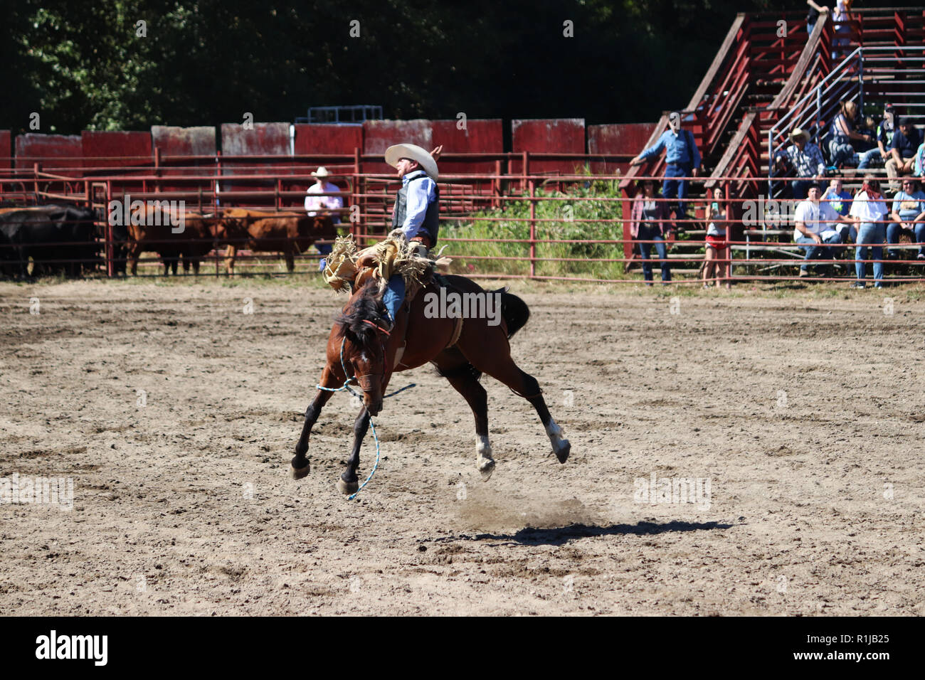 A man riding a horse at the Roy Rodeo in Roy, Washington Stock Photo