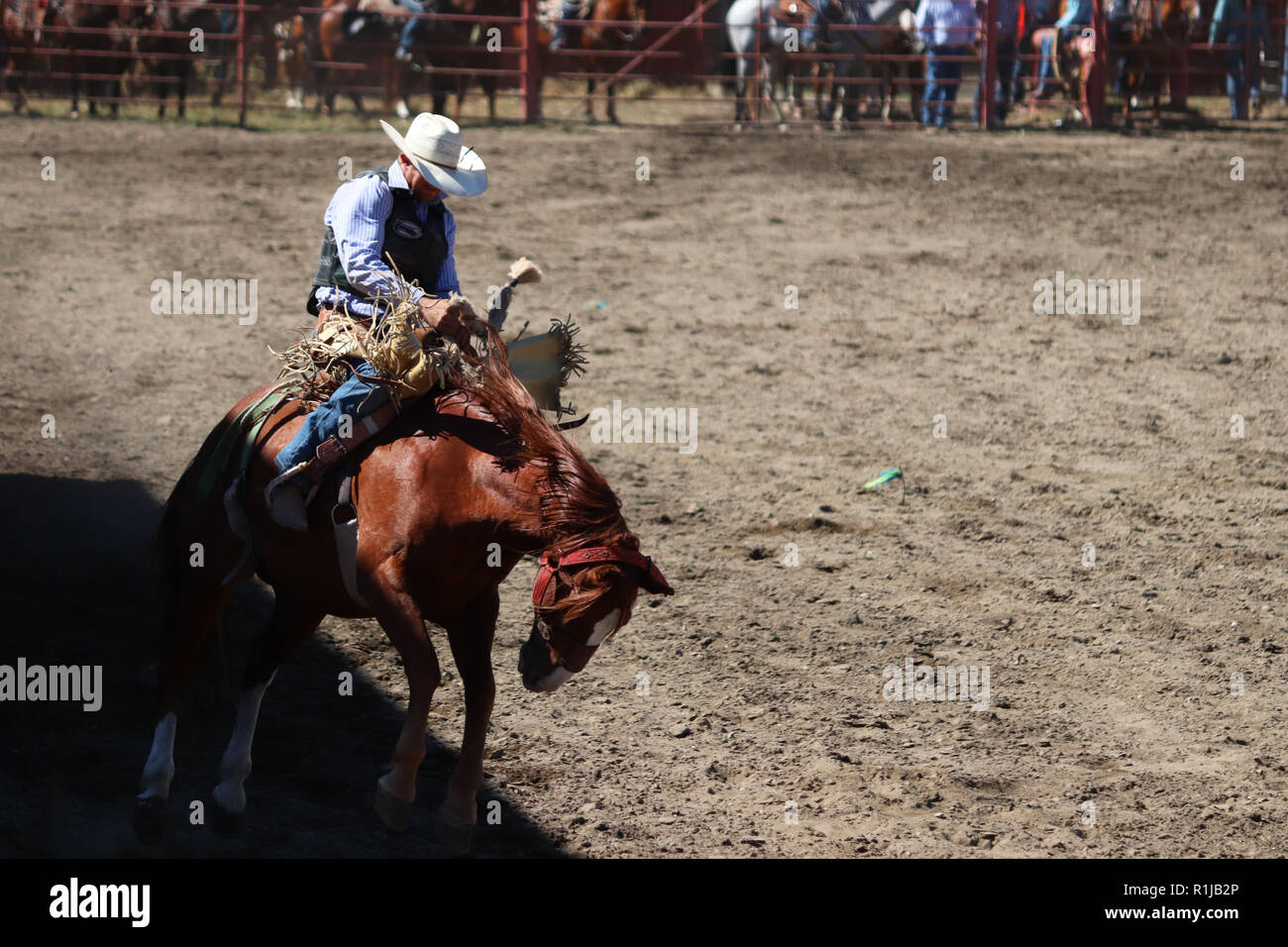 Saddle bronc riding hi-res stock photography and images - Alamy