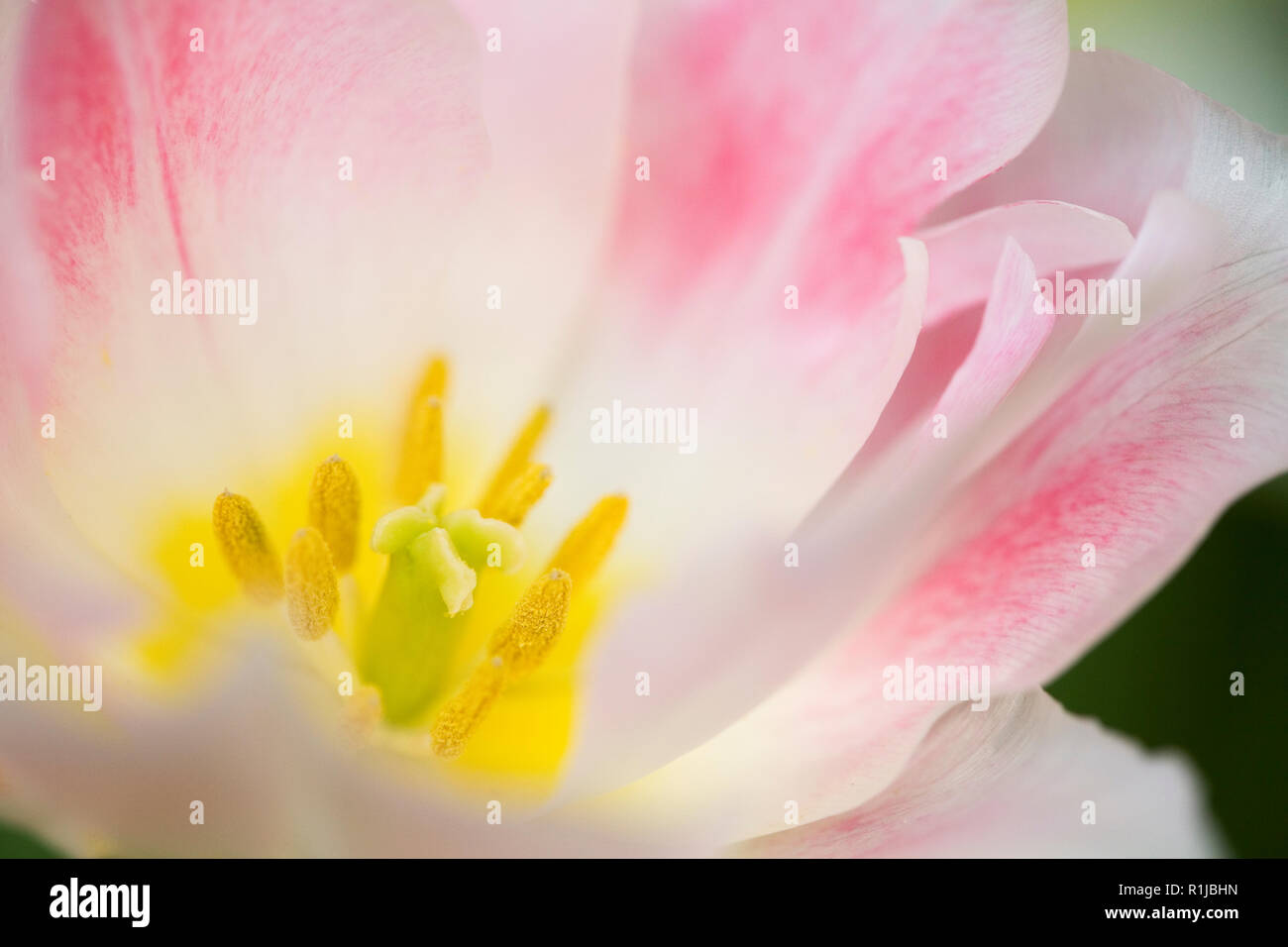 Pink tulip with yellow stigma and stamen Stock Photo