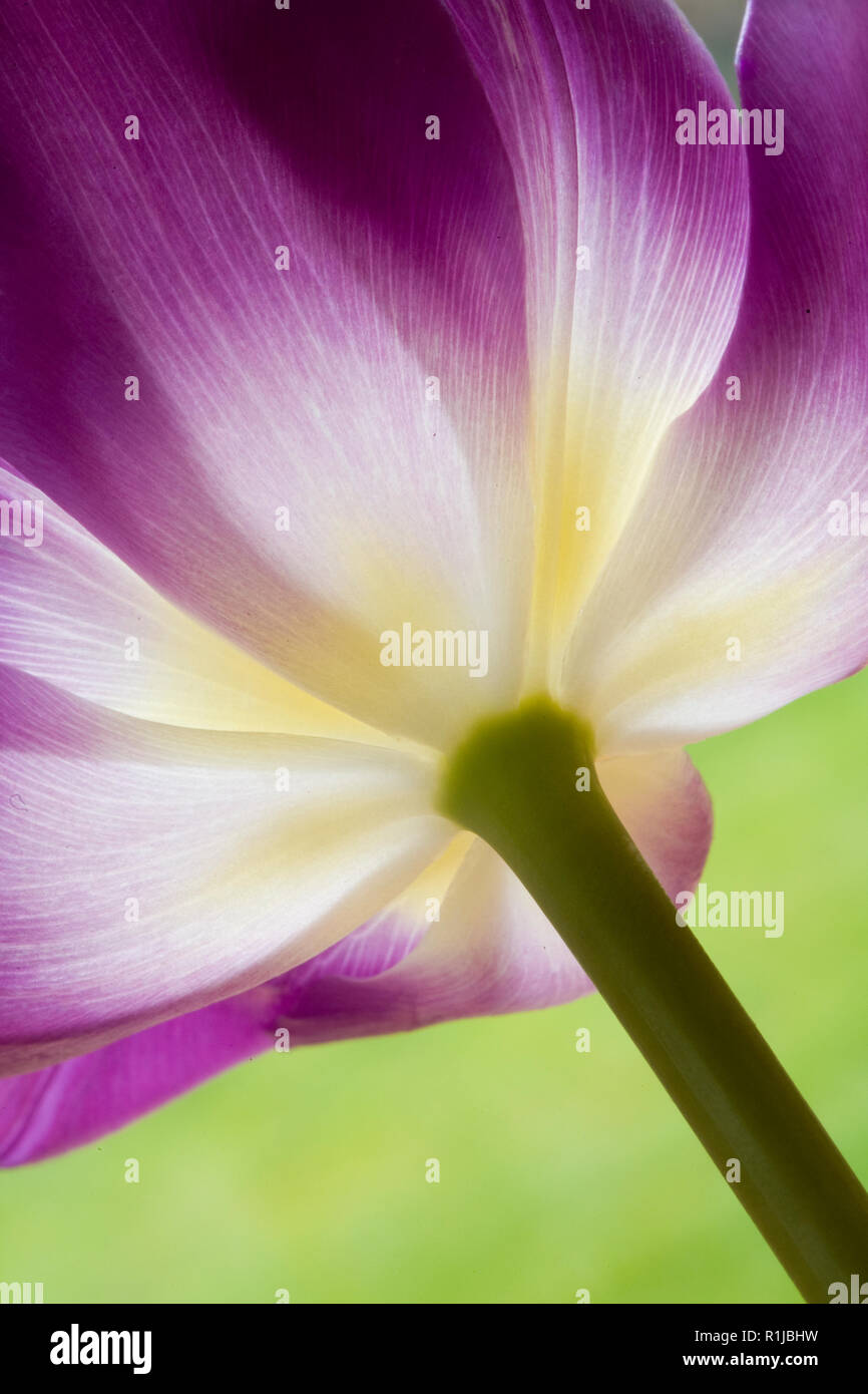 Purple tulip flower on a green backgound Stock Photo