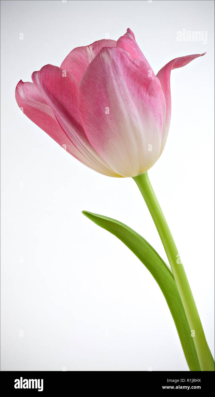 Pink tulip flower on a white background Stock Photo