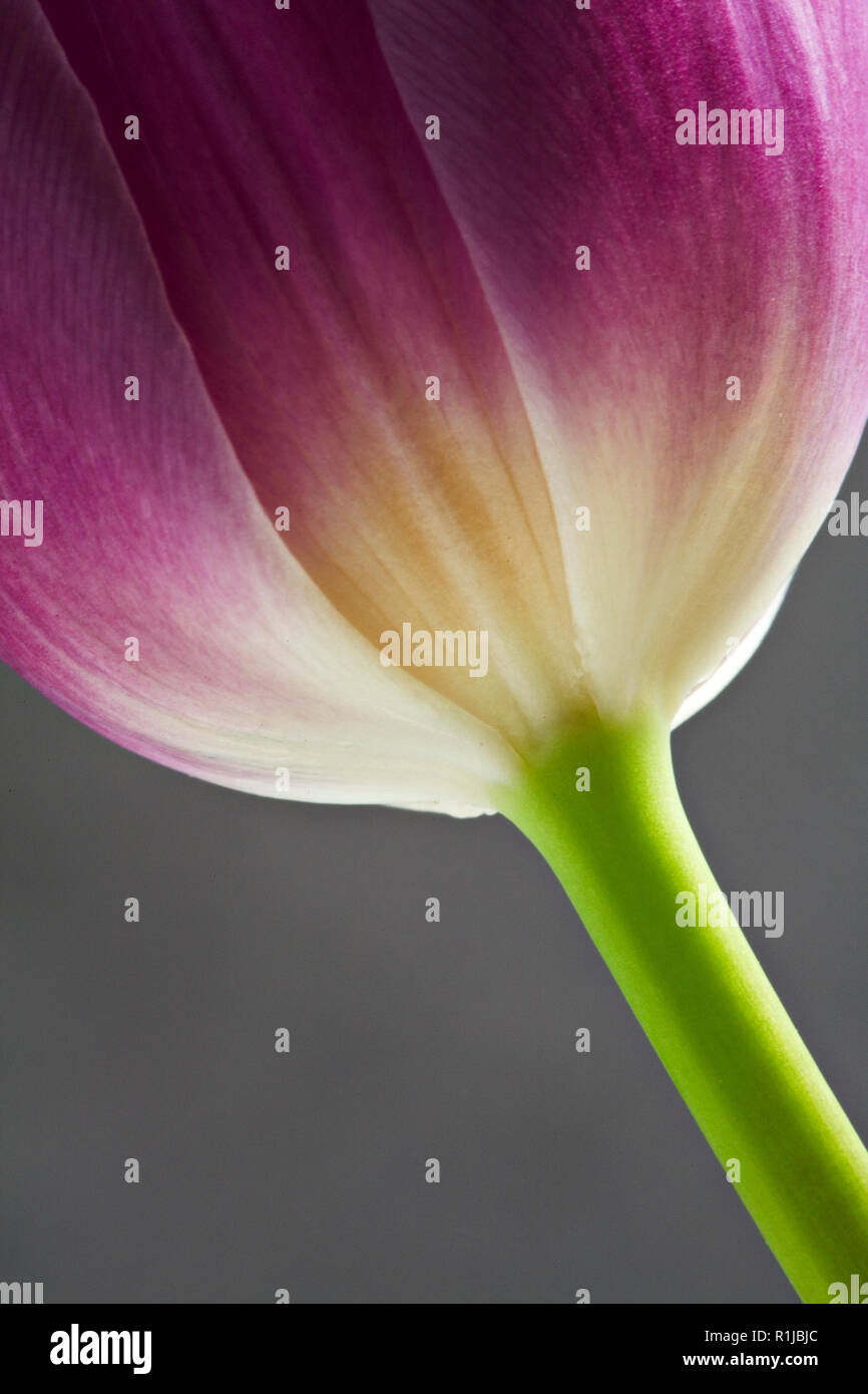 Purple tulip flower on a grey backgound Stock Photo