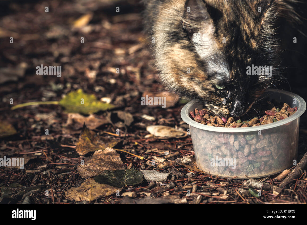 Pretty cat eating in the plastic bowl on the forest floor Stock Photo