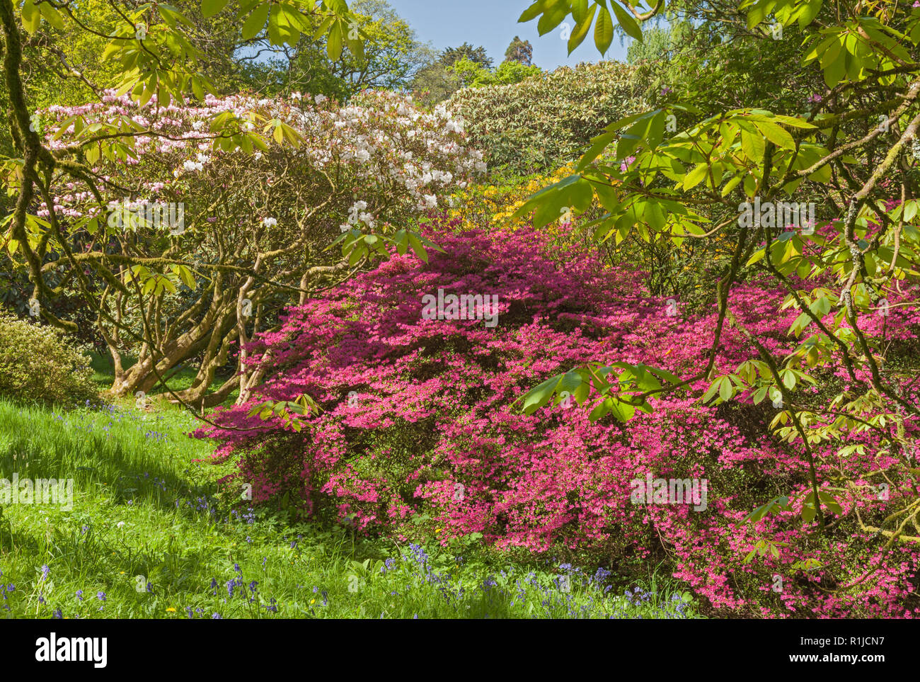 Clyne Gardens in bloom, Blackpill, Swansea, South Wales, UK Stock Photo