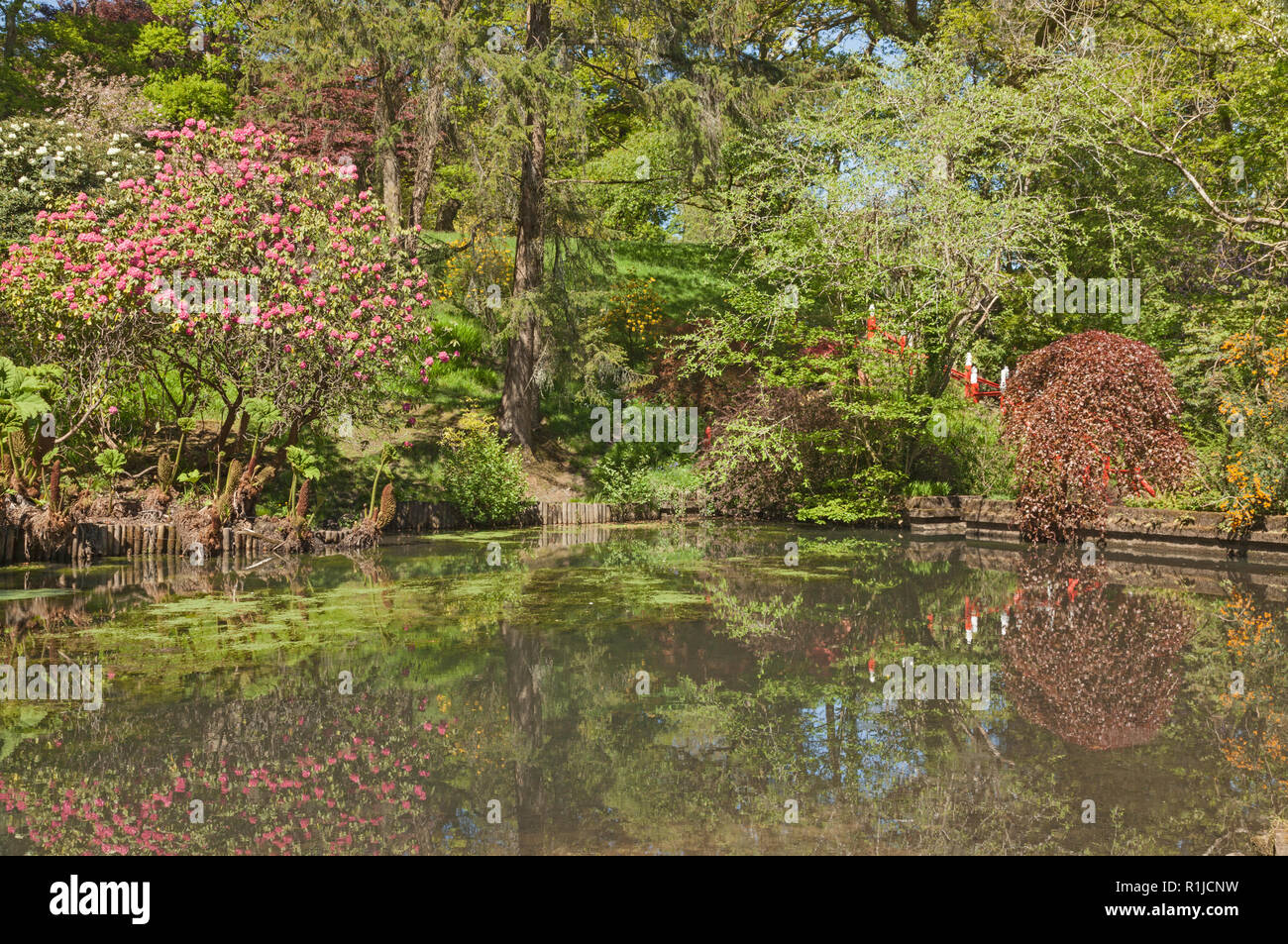Clyne Gardens in bloom, pool by Italian Bridge, Blackpill, Swansea
