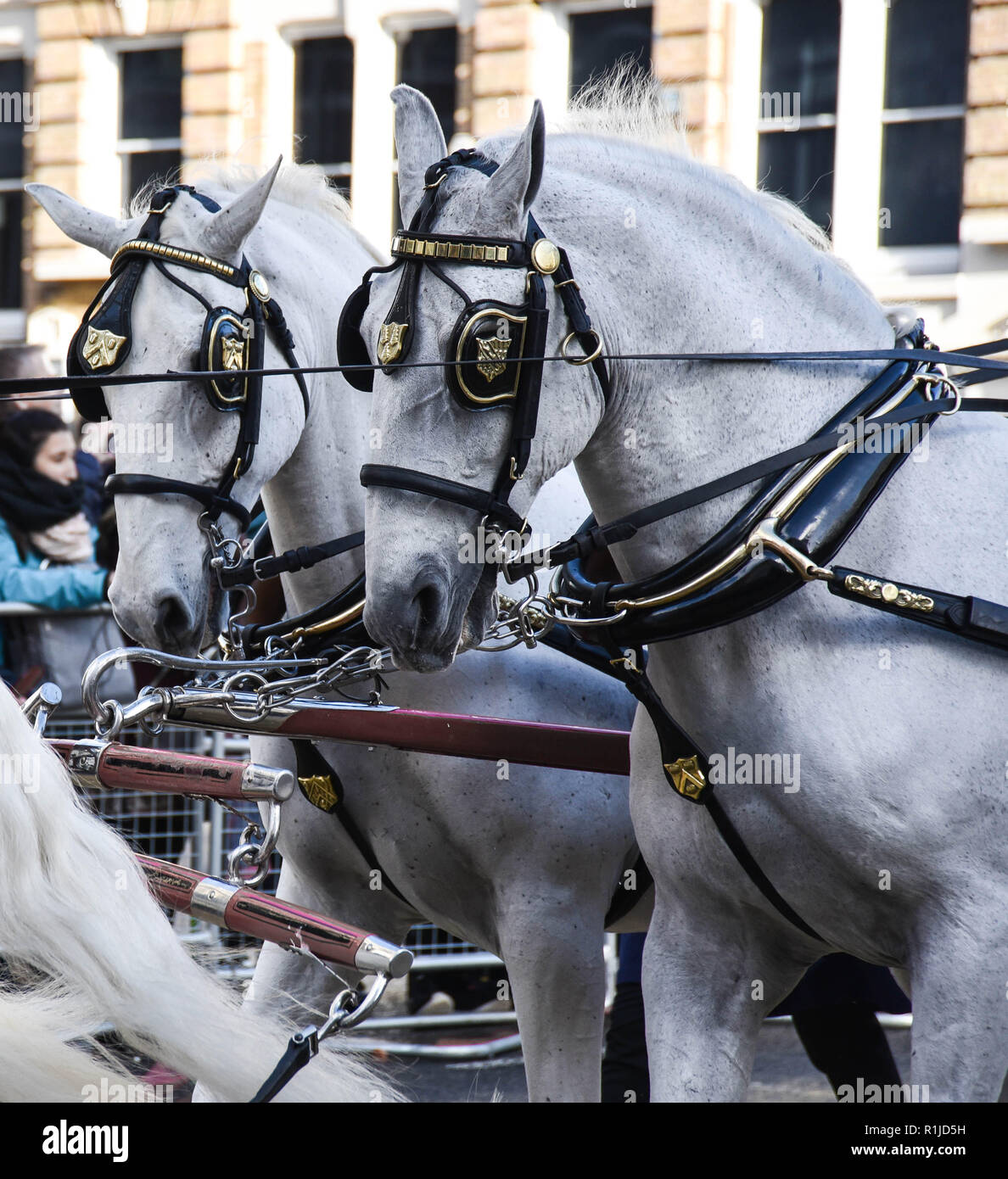 white cart horses in London Stock Photo Alamy