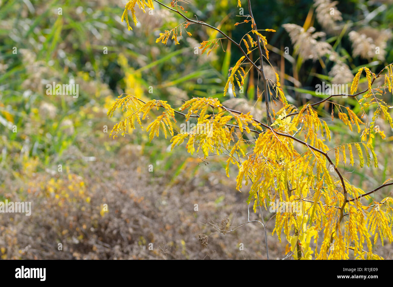 Autumn image of weeds at the roadside Stock Photo